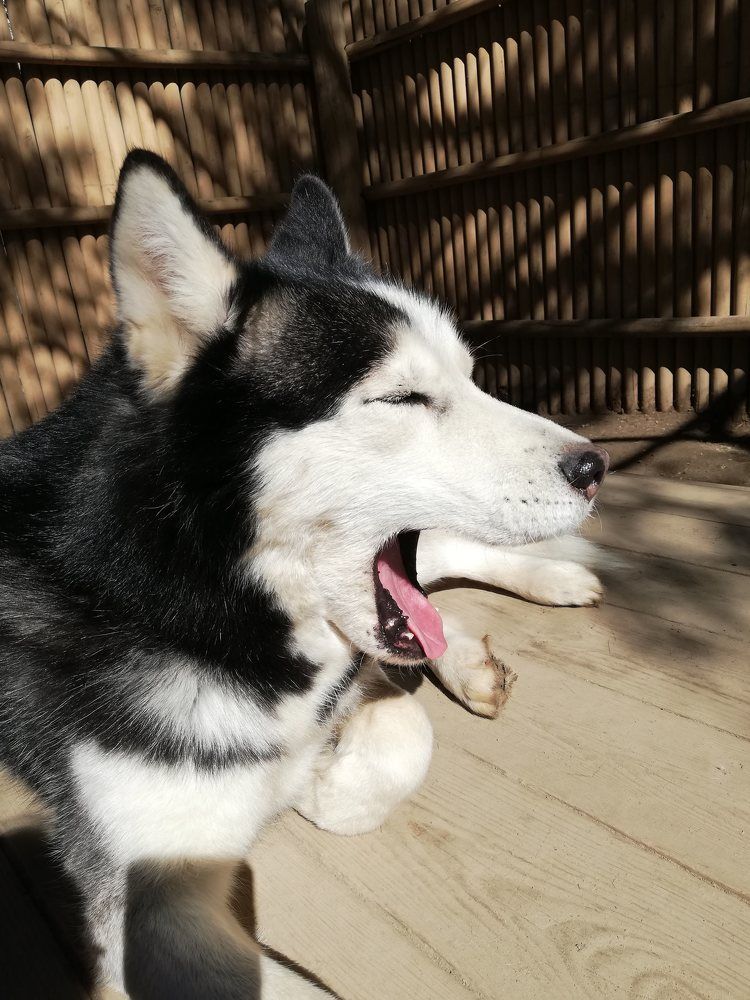 Собака зевака