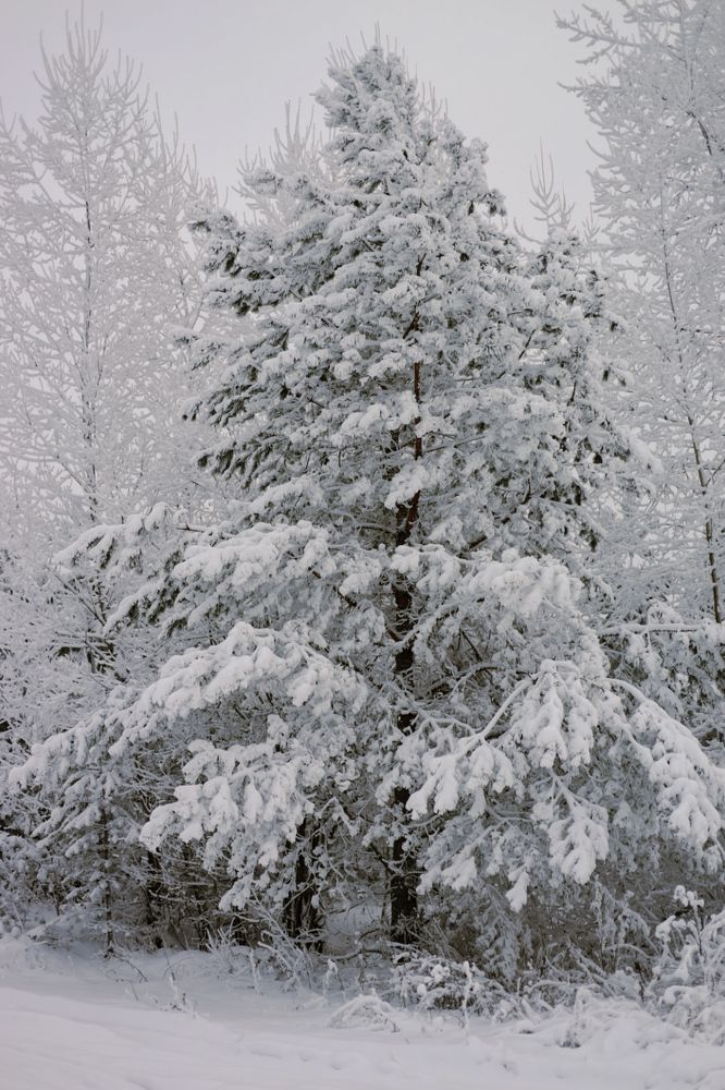 Photograph by Швай Наталья