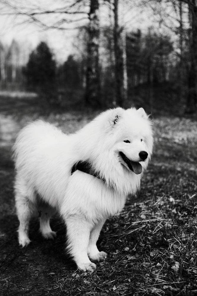 Photograph by Светлана Сафонова