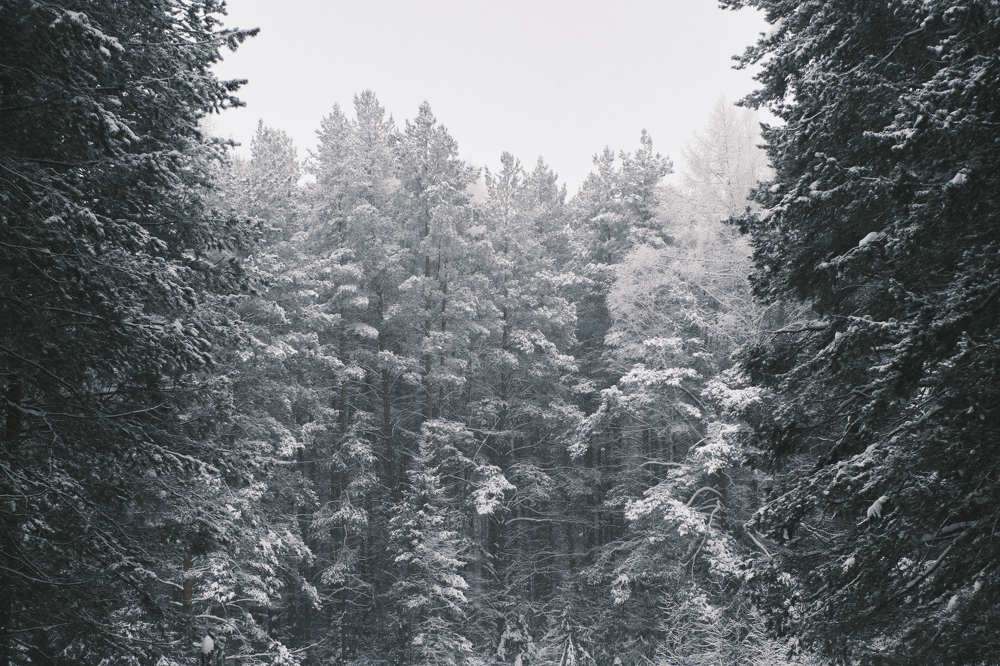 Photograph by Вячеслав Лужецкий