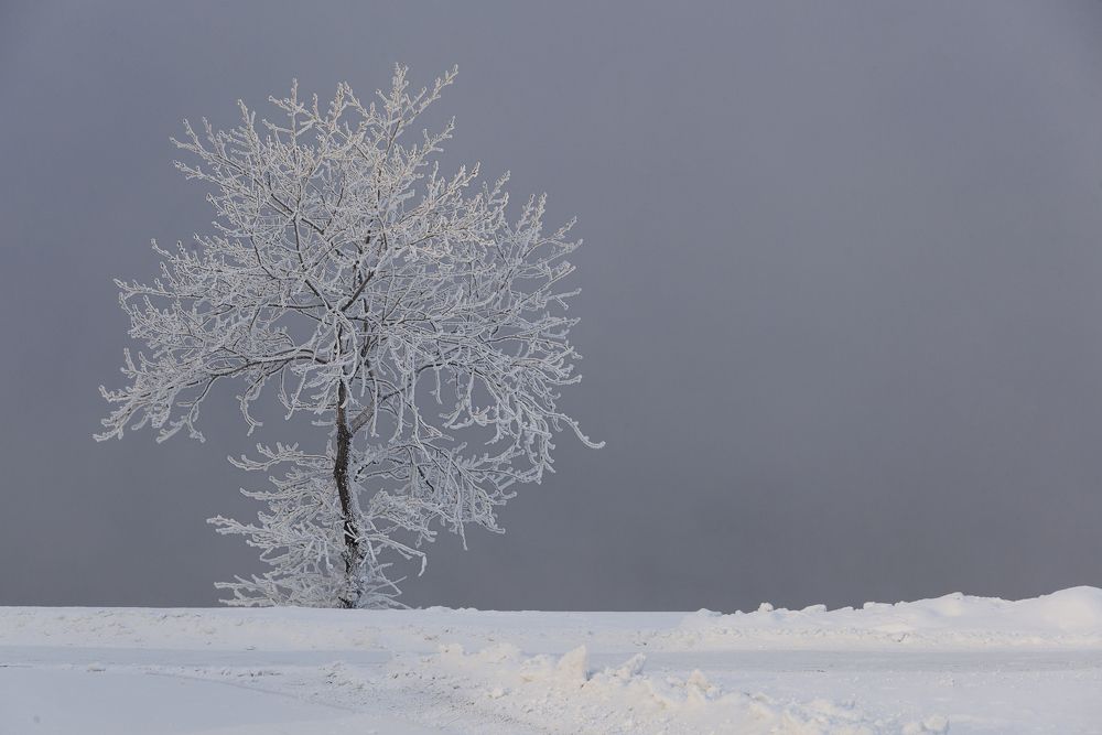 Фотография автора Лариса Кисурина