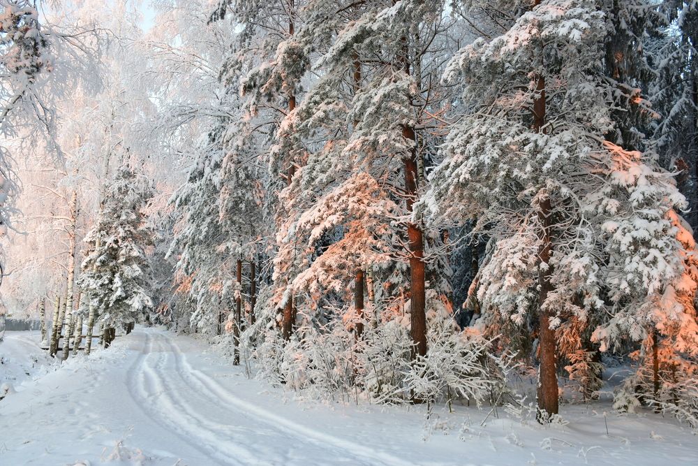 Морозный вечер на опушке леса.