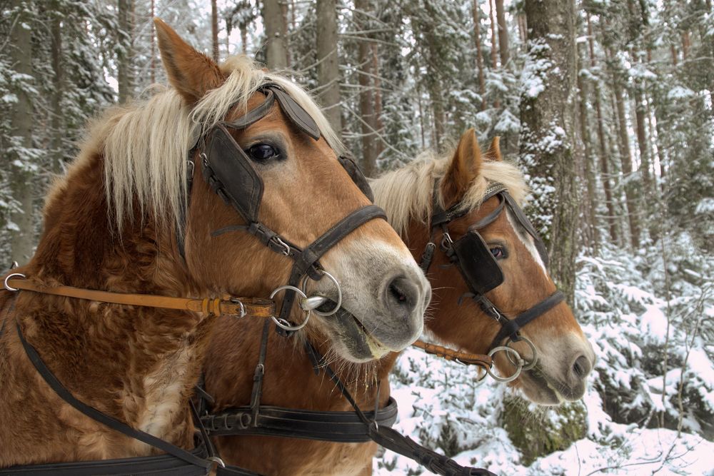 Photograph by ILONA KILA