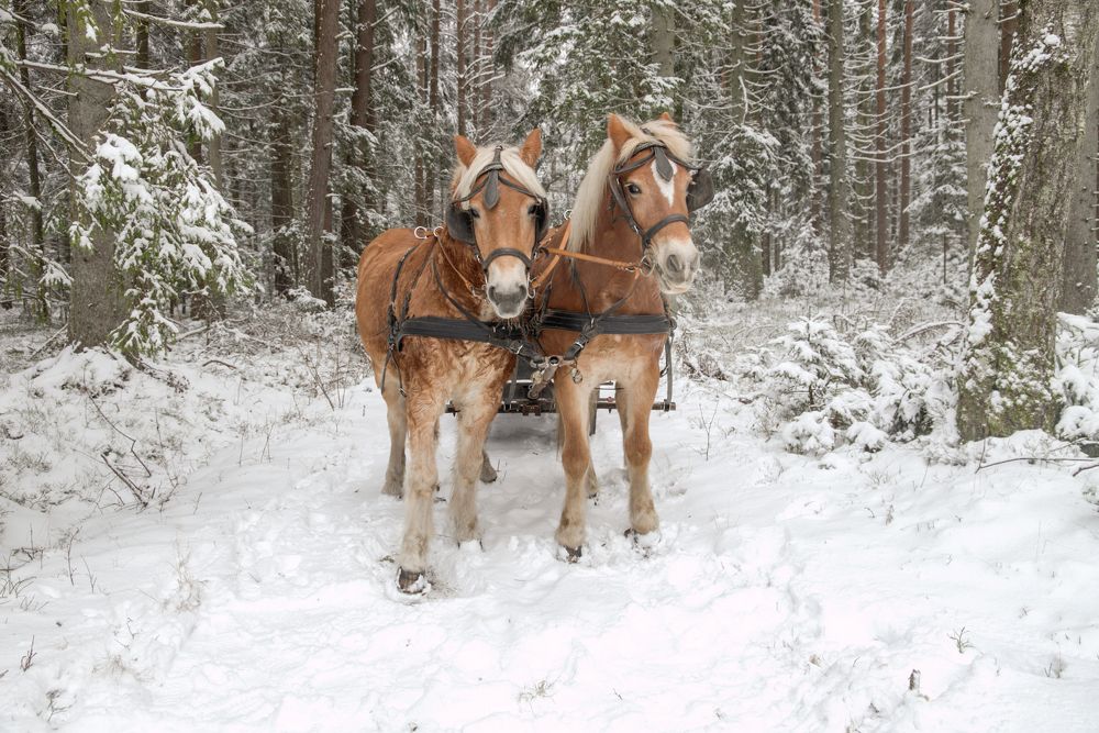 Photograph by ILONA KILA