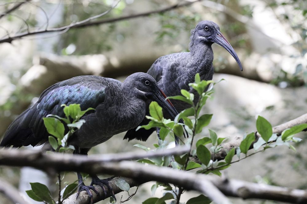 Pair of Hadada Ibis