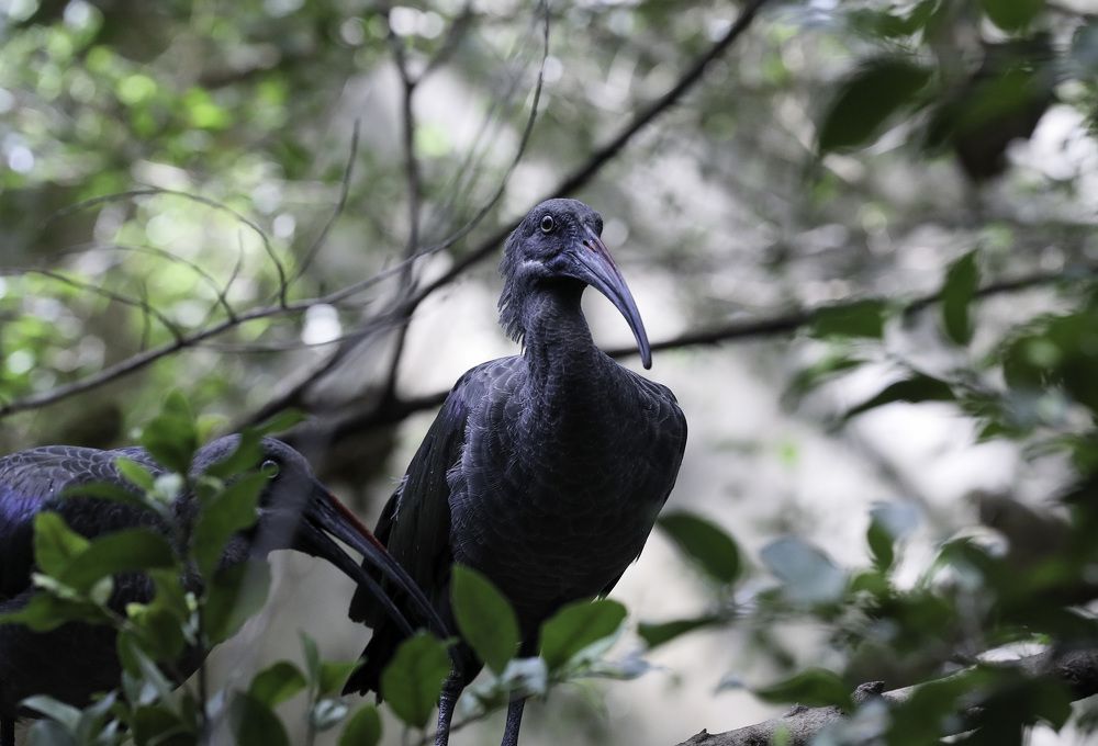 Pair of Bold Ibis