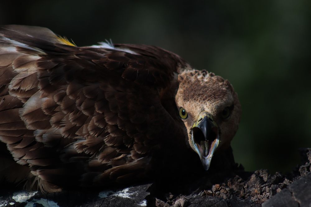 Photograph by Pema Wangchuk