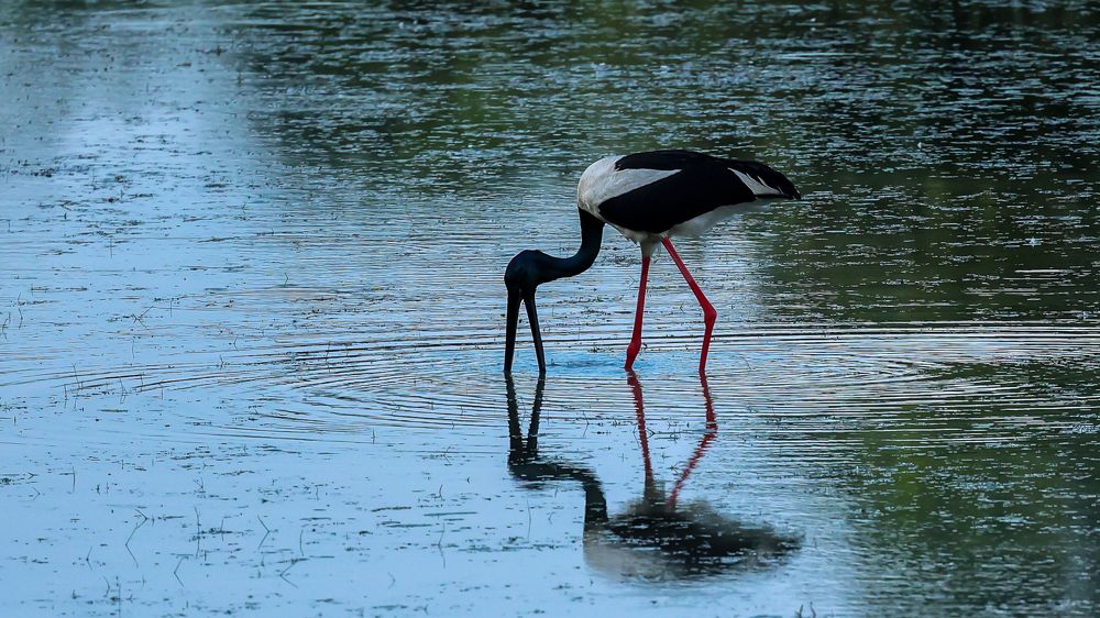 Geometrical Reflection!