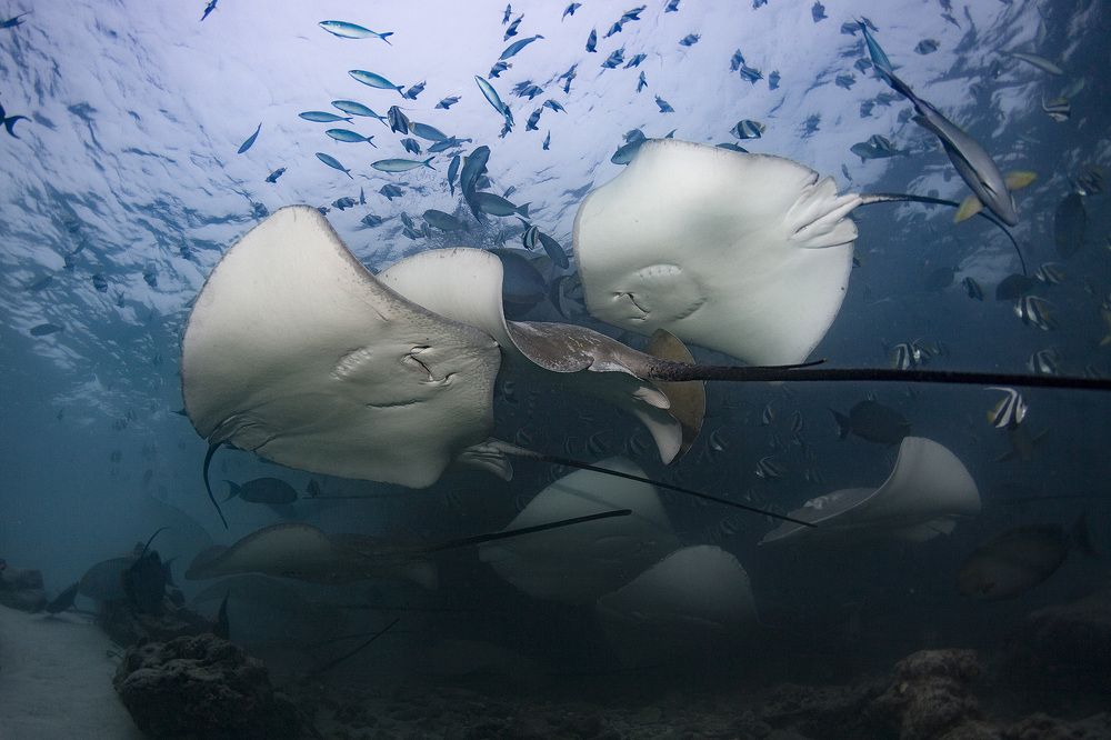 Привет, друг!