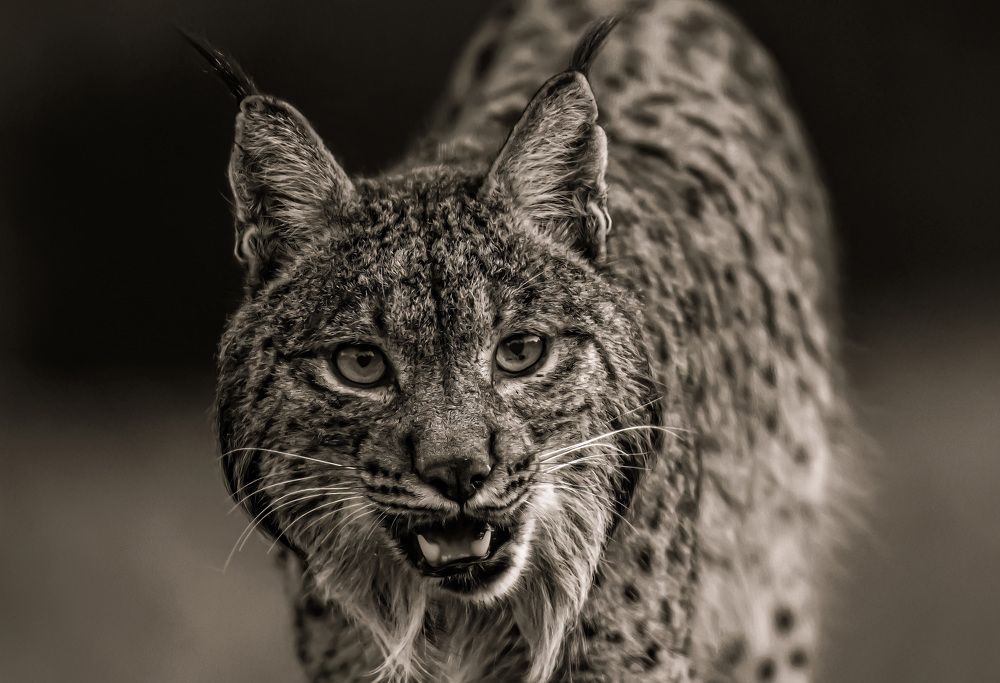 Photograph by Nikolay Stoyanov