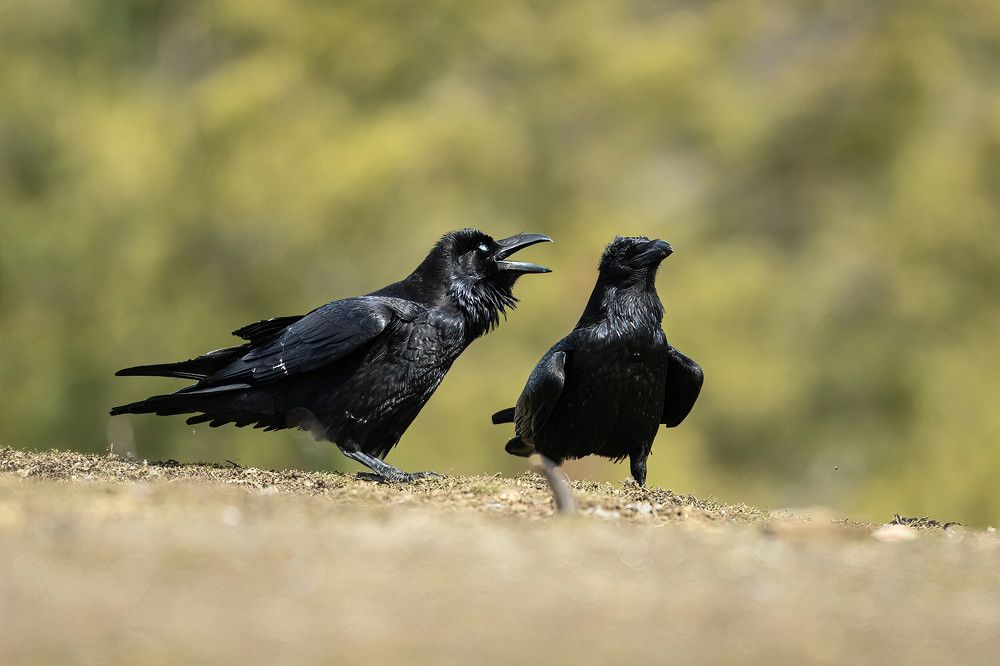 Photograph by Nikolay Stoyanov