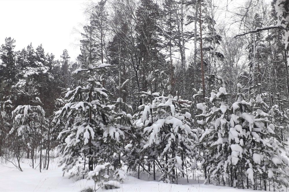 Photograph by Удовченко Елена