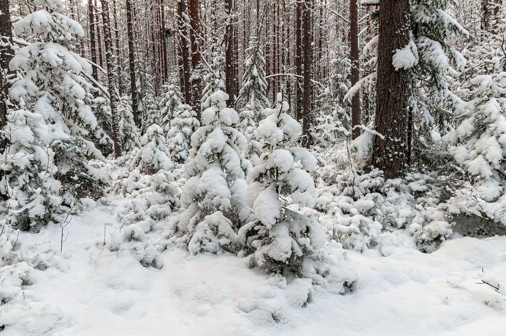 Photograph by Vladimir  Komarov