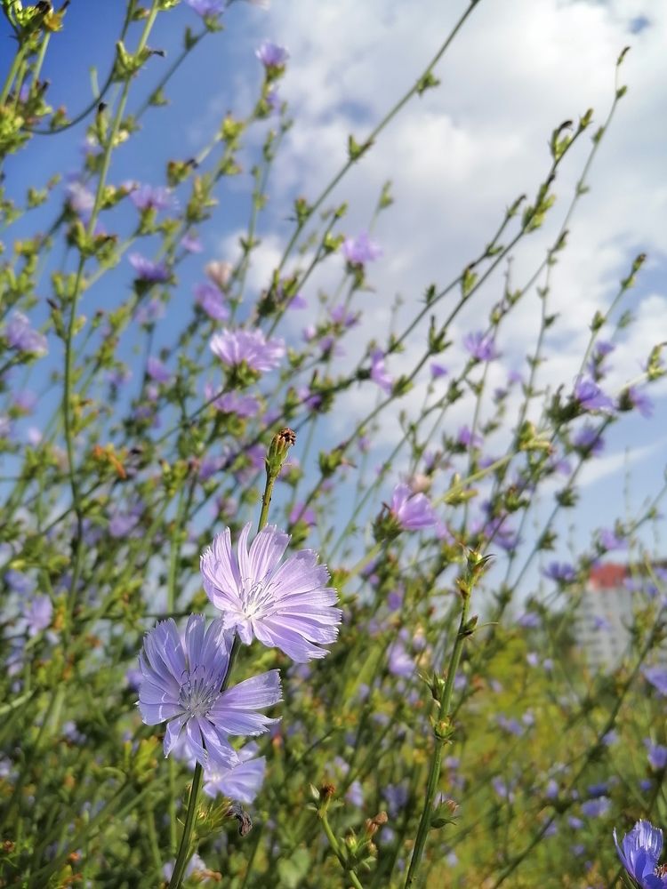 "Городские" цветы