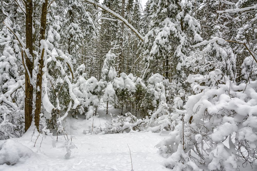 В снежном лесу...