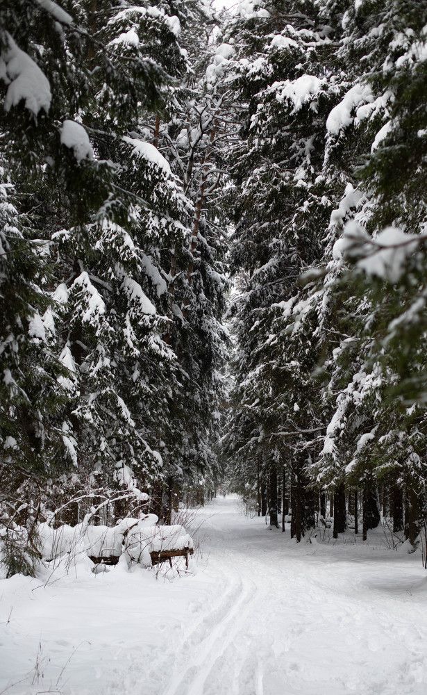 В зимнем лесу