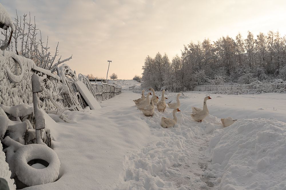 Photograph by Татьяна Зубехина