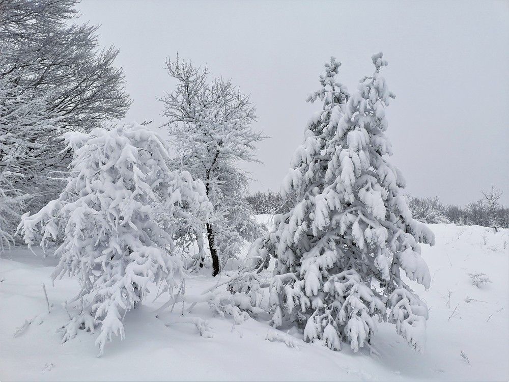 Чатыр-Даг, зимний лес