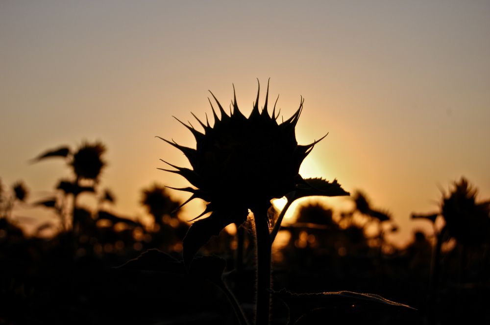 Photograph by Илья Ушак