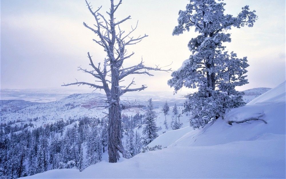 Photograph by Галина