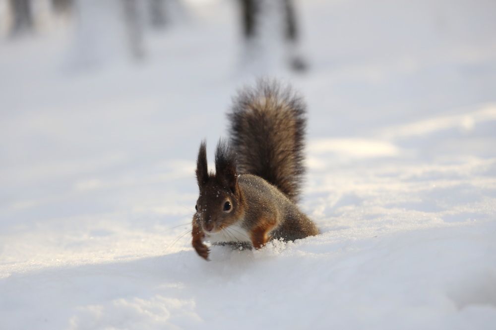Фотография автора Колосова Елена