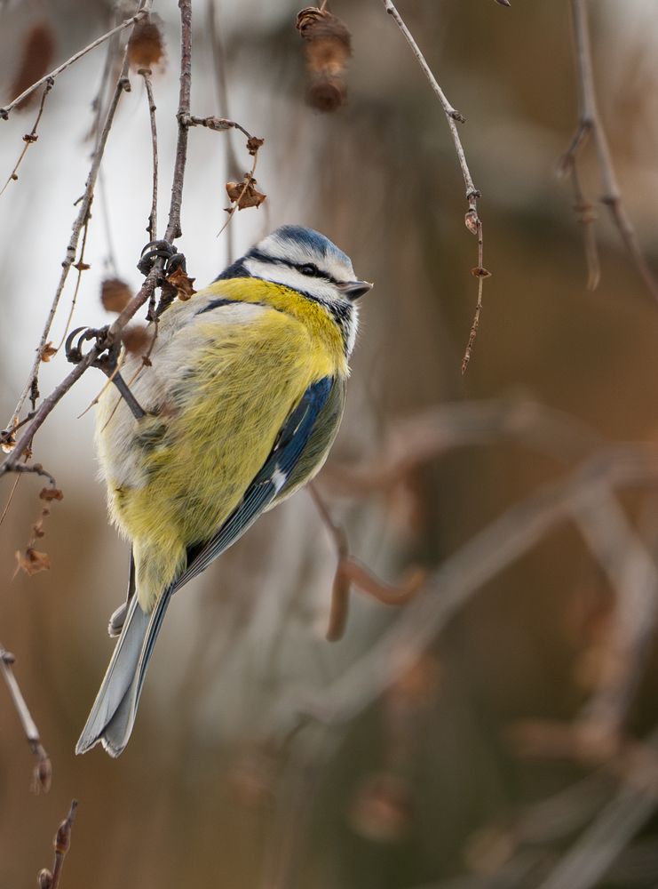 Этюды с лазоревкой