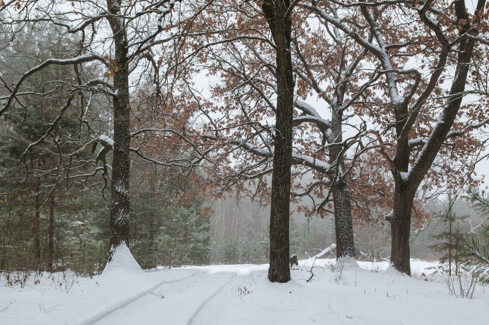 Photograph by Алексей Родионов