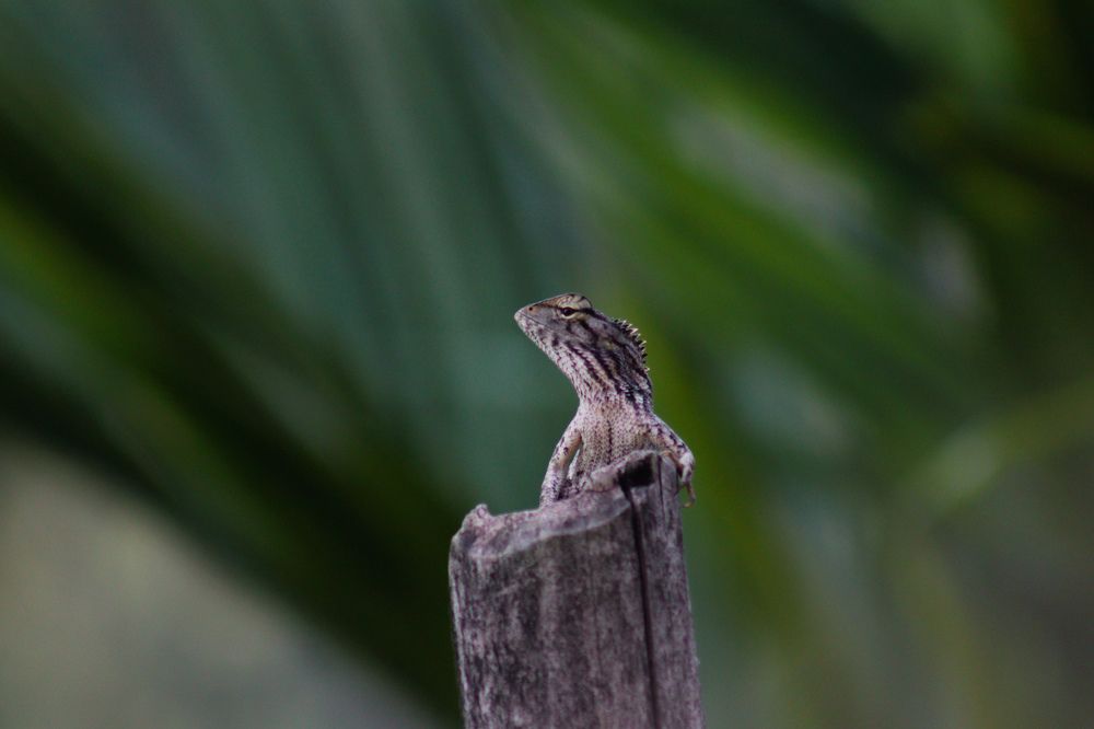 Photograph by Pema Wangchuk