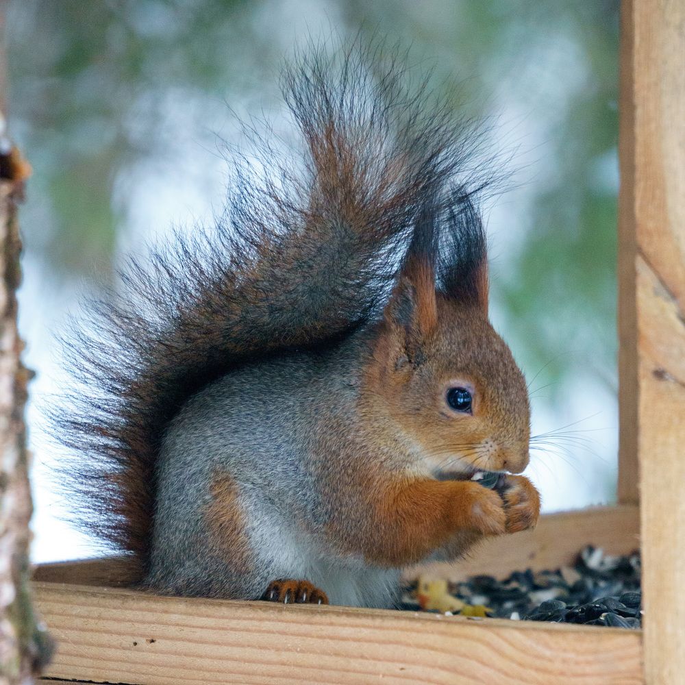 Photograph by Михаил Косоруков