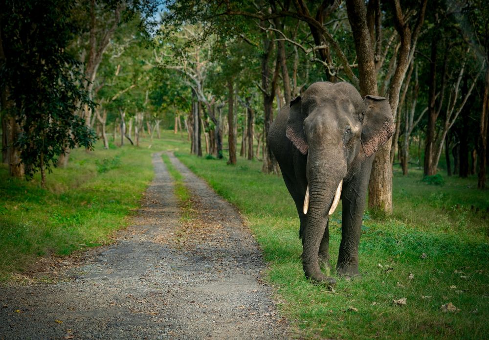 Photograph by SARAVANA MANICKAM