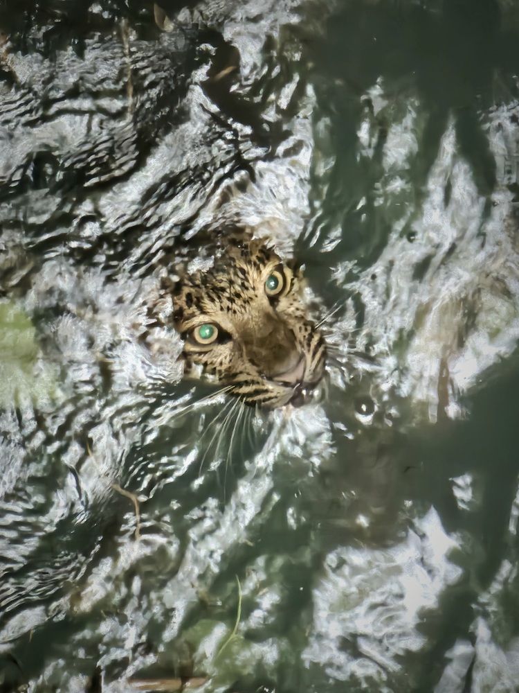 Struggle for survival