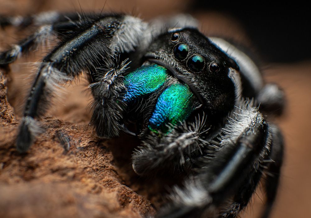 Photograph by Norman Celis