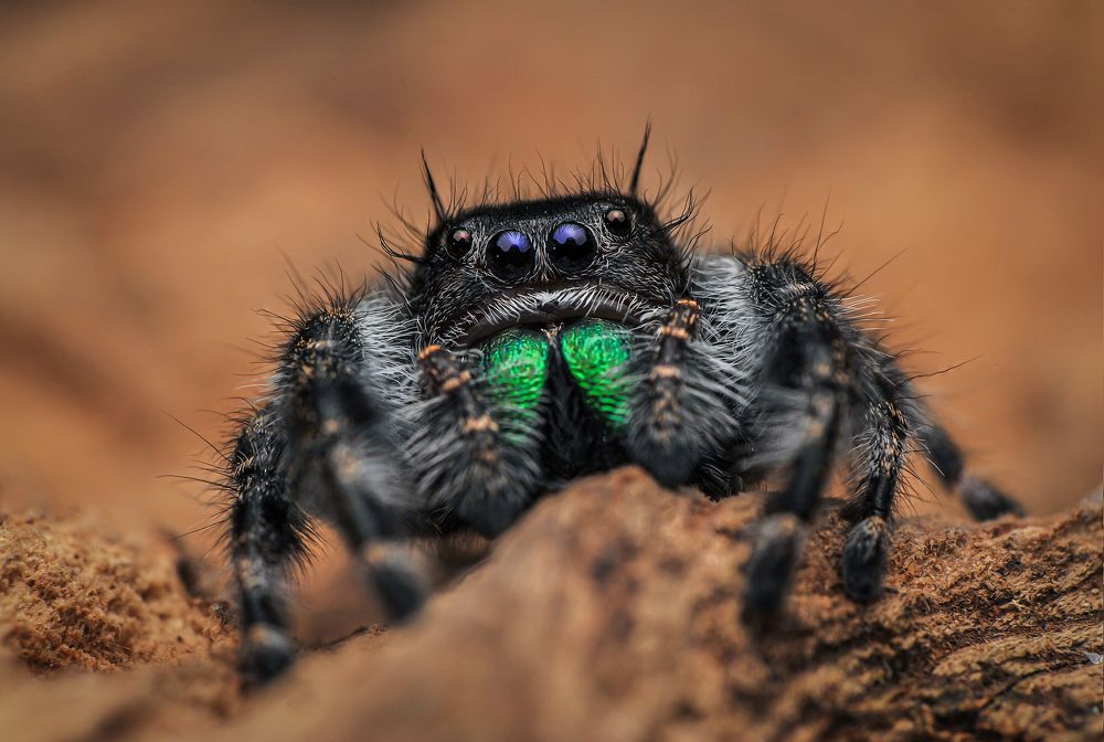 Photograph by Norman Celis