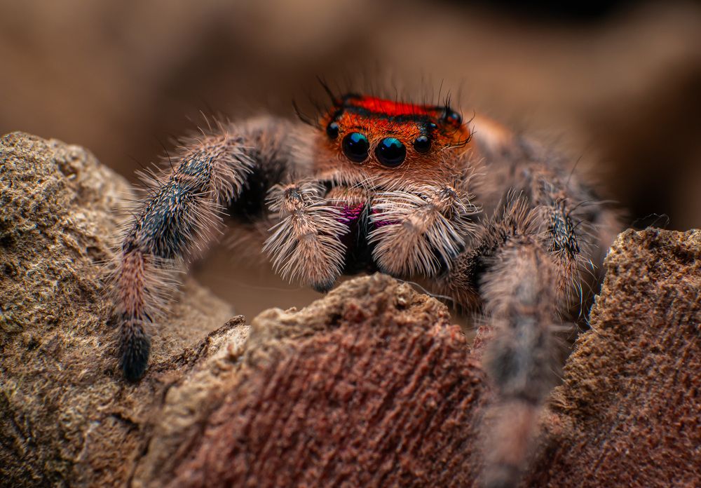 Phidippus Regius