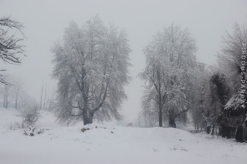 Photograph by Firdous Parray