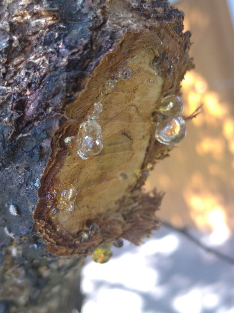 Photograph by Елена Коробченко