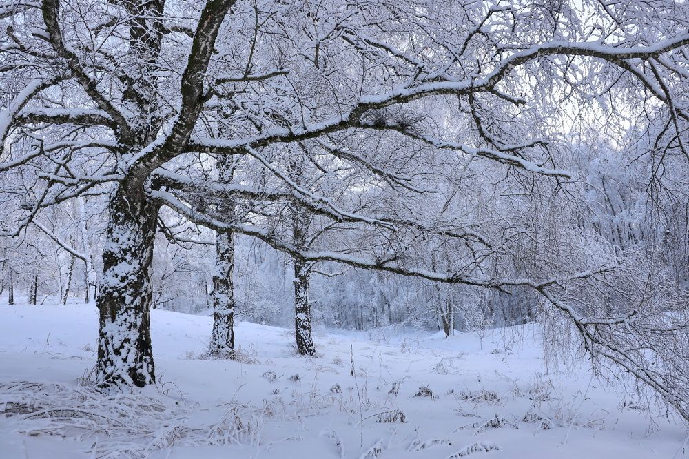 Фотография автора Колосова Елена