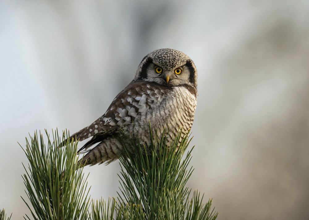 Photograph by Ernestas Balcikonis