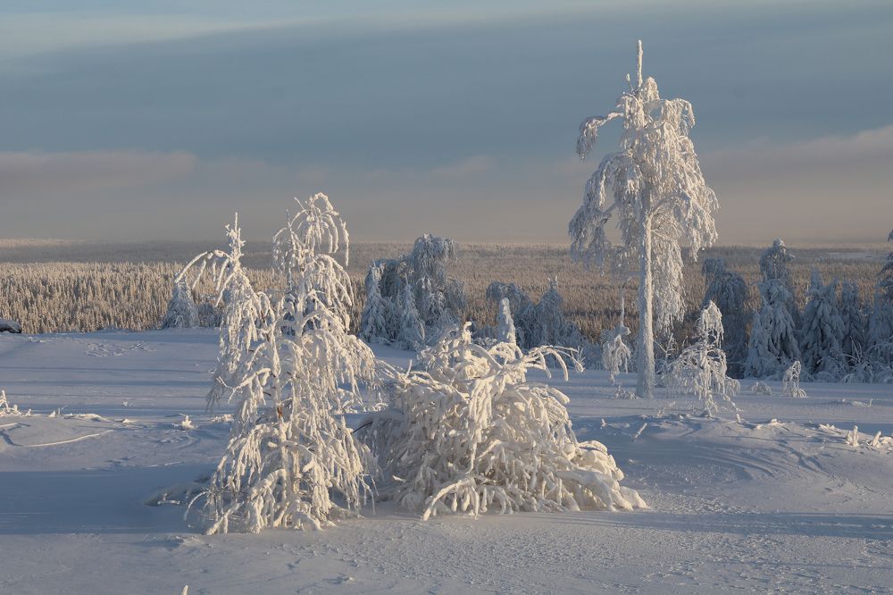 Photograph by Добролюбова Тамара