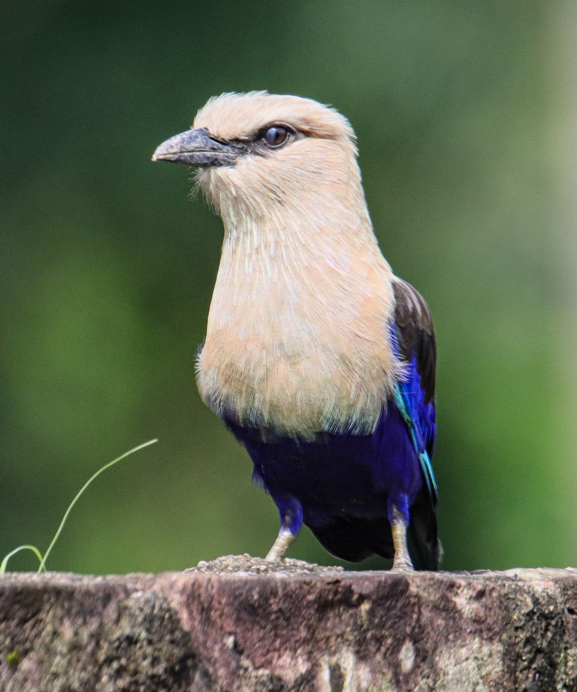 Photograph by Samrat Banerjee