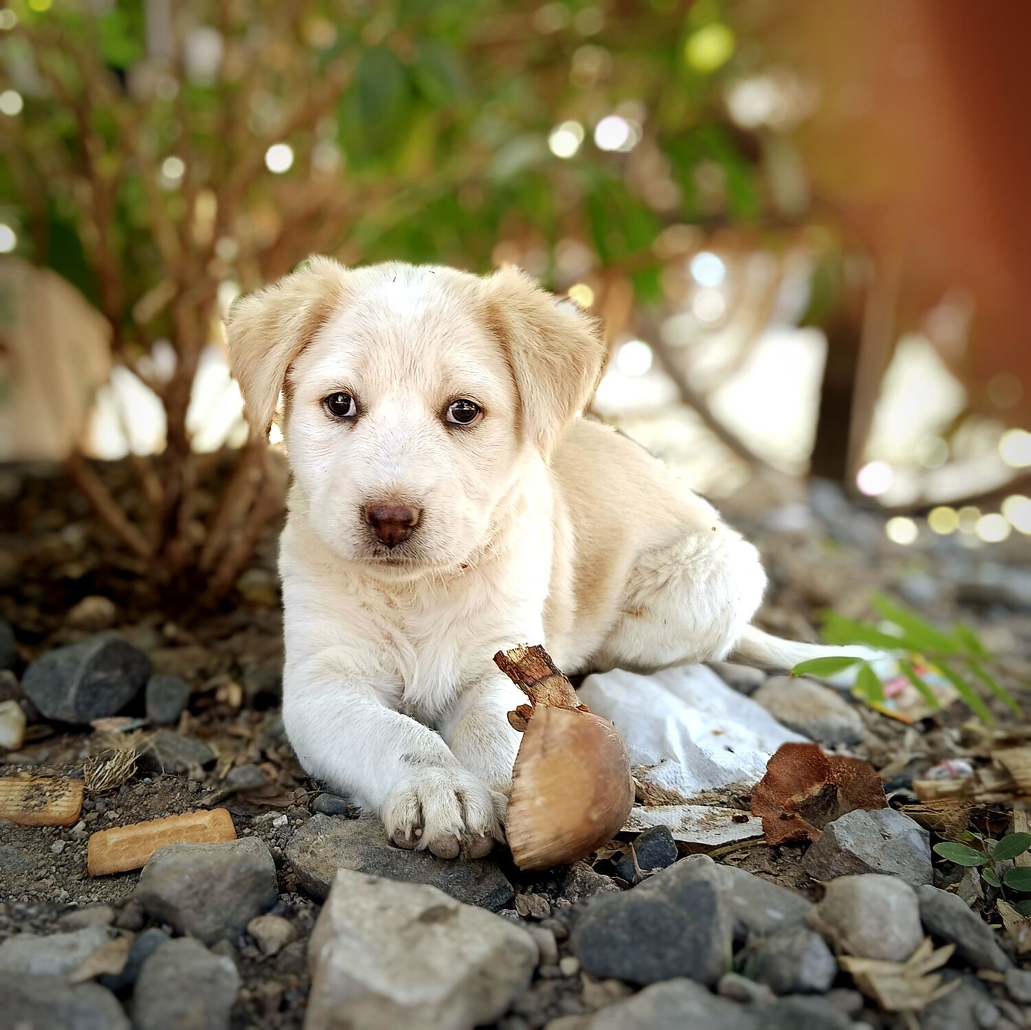 Photo #10026605