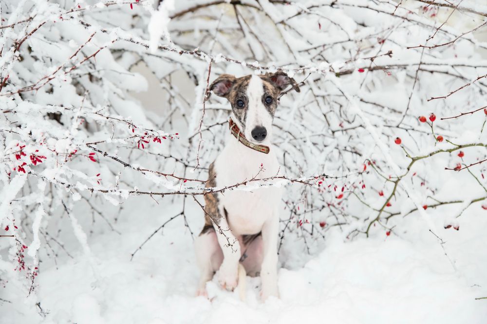 Photograph by Анастасия Рысь