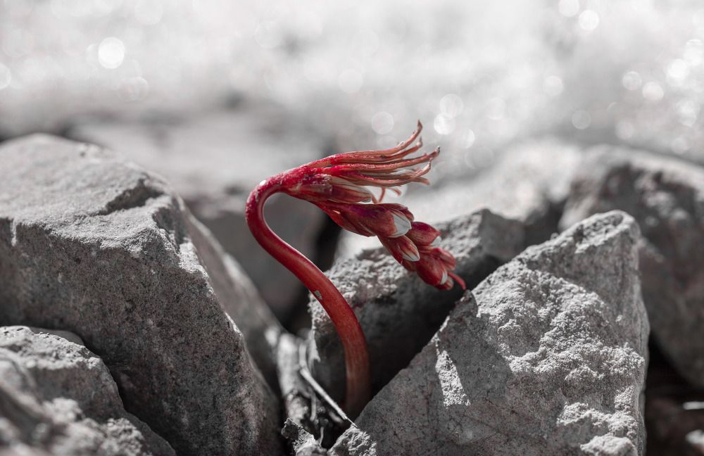 Through the stones
