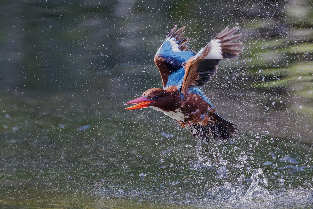White-throated Kingfisher