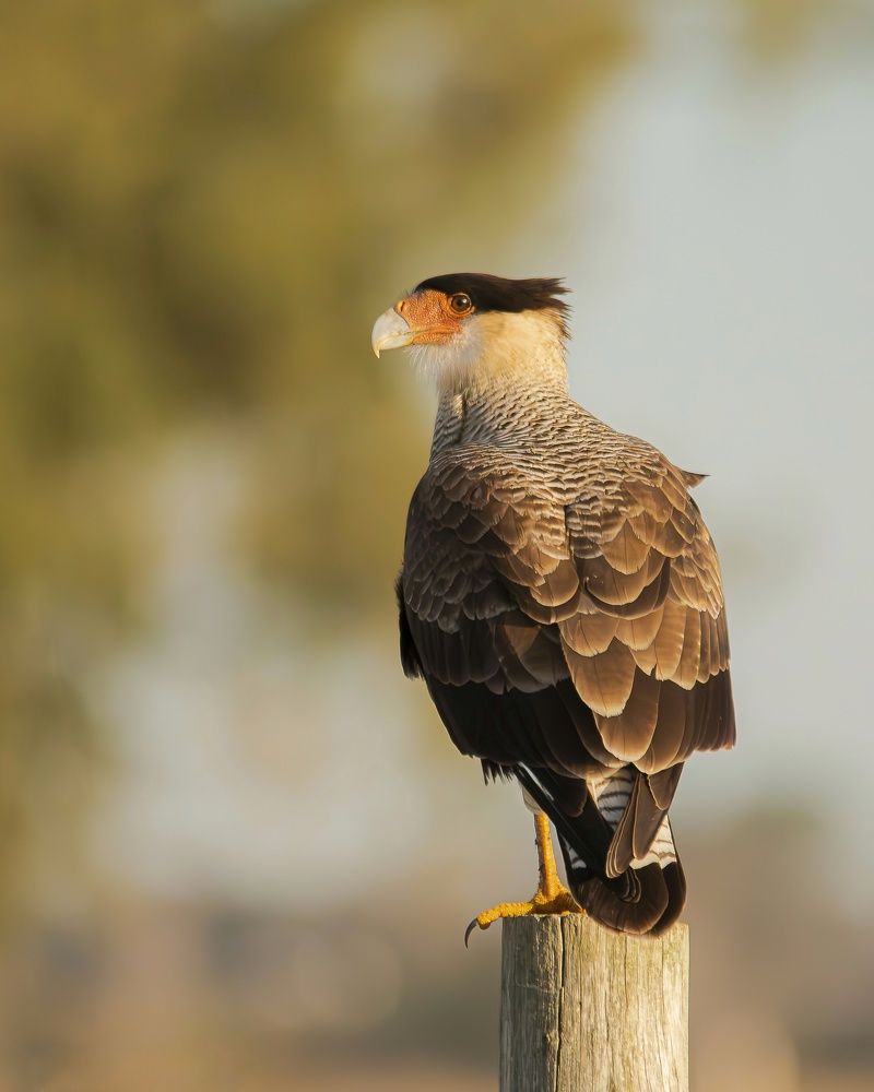 Photograph by Pablo Corengia