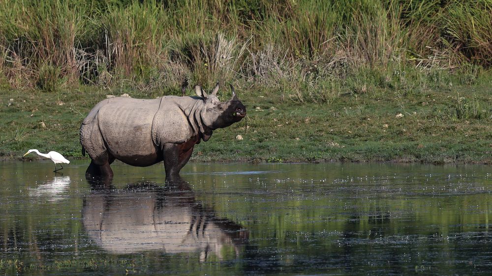 Reflecting Opposites!