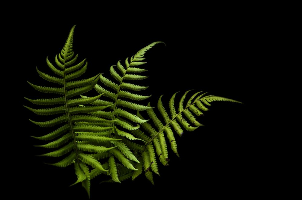 Photograph by Chamara Sulakkhana Polwatta Siriyalage