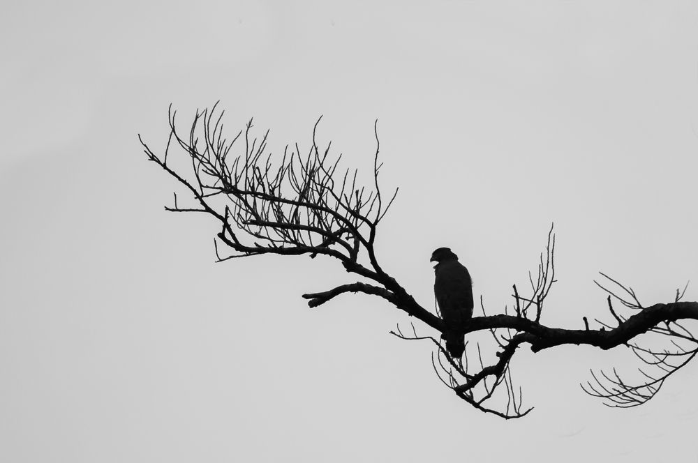 Photograph by Chamara Sulakkhana Polwatta Siriyalage