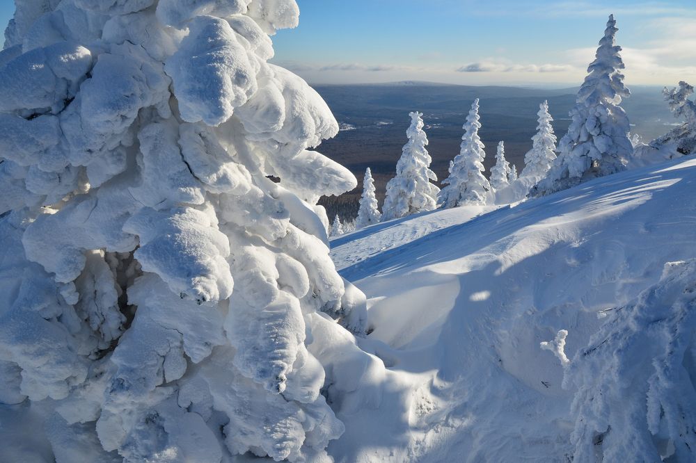 В снежных шубах