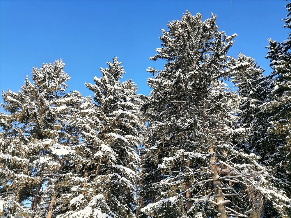 Фотография автора Елена Бракоренко
